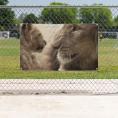 Bannière LION ET CUB (En situation)