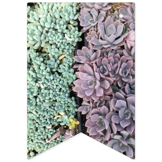 Bannière succulente (Troisième drapeau)