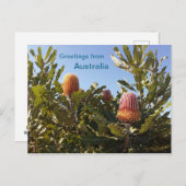 Banskia bloemen Western Australië Briefkaart (Voorkant / Achterkant)