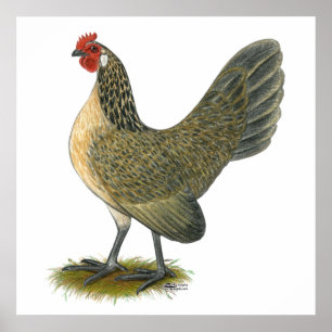 Bantam: Blue Quail Hen Poster