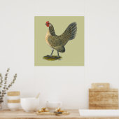Bantam: Blue Quail Hen Poster (Keuken)