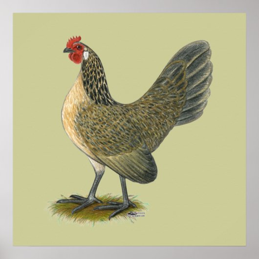 Bantam: Blue Quail Hen Poster (Voorkant)