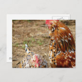 Bantam Hen en Rooster Briefkaart (Voorkant / Achterkant)