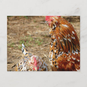Bantam Hen en Rooster Briefkaart
