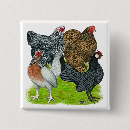 Bantam Hen Quartet Vierkante Button 5,1 Cm (Voorkant)