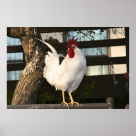 Bantam Rooster Poster