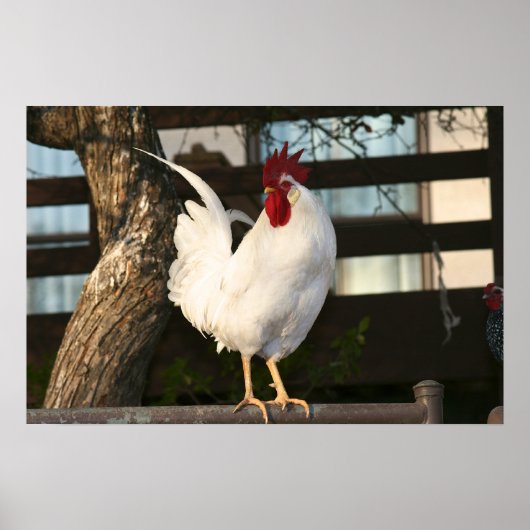 Bantam Rooster Poster (Voorkant)