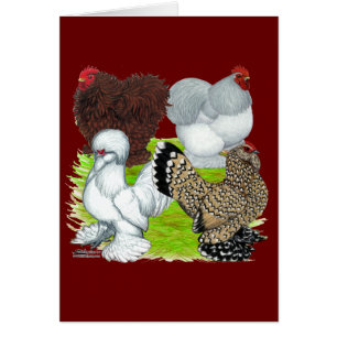 Bantams en plumes Legs