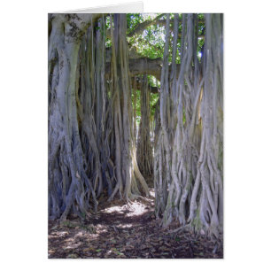 Banyan Tree