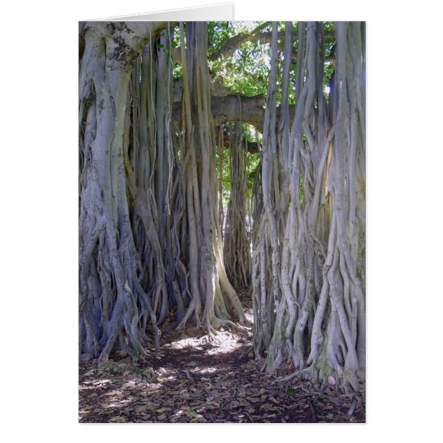 Banyan Tree (Devant)