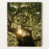 Banyan Tree Canopy Sunstar (Dos)