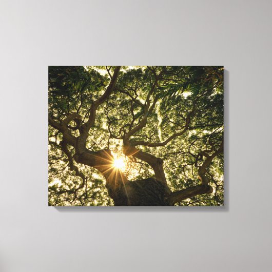 Banyan Tree Canopy Sunstar Canvas Afdruk (Voorkant)