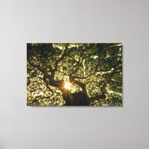 Banyan Tree Canopy Sunstar Canvas Afdruk