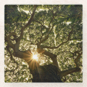 Banyan Tree Canopy Sunstar Glazen Onderzetter