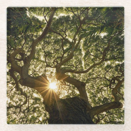 Banyan Tree Canopy Sunstar Glazen Onderzetter (Voorkant)