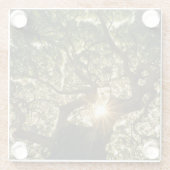Banyan Tree Canopy Sunstar Glazen Onderzetter (Achterkant)