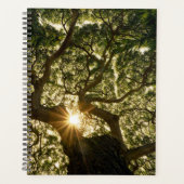 Banyan Tree Canopy Sunstar Planner (Voorkant)