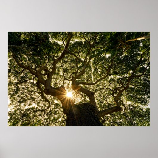 Banyan Tree Canopy Sunstar Poster (Voorkant)