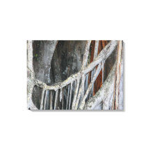 Banyan Tree close-up foto