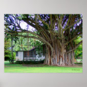 Banyan Tree Cottage Poster (Voorkant)