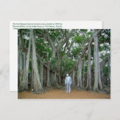 Banyan Tree Edison & Ford Estate Ft Myers Florida Briefkaart (Voorkant / Achterkant)