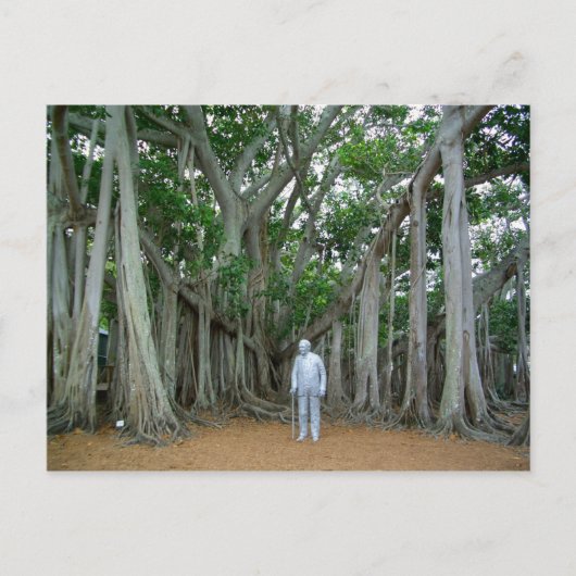 Banyan Tree Edison & Ford Estate Ft Myers Florida Briefkaart (Voorkant)