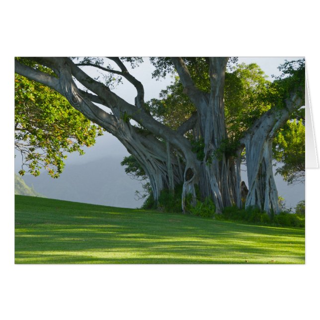 Banyan Tree, Manoa Valley, Honolulu, Hawai'i (Voorkant Horizontaal)
