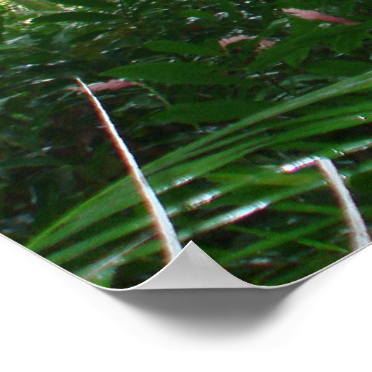 Banyan Tree Poster (Hoek)