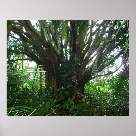 Banyan Tree Poster (Voorkant)