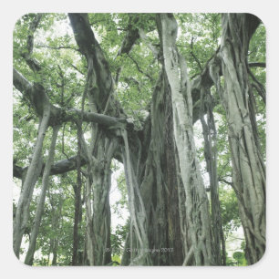 Banyan Tree Vierkante Sticker