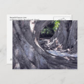 Banyan Trees Briefkaart (Voorkant / Achterkant)