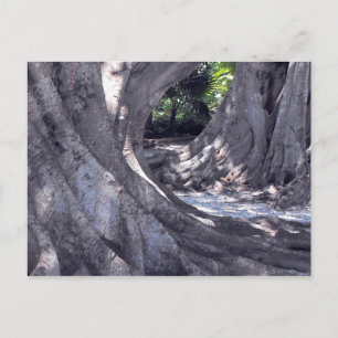 Banyan Trees Briefkaart