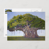 Banyan van MacArthur Briefkaart (Voorkant / Achterkant)