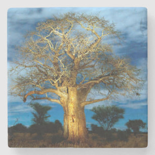 Baobab (Adansonia) Boom Verlicht Door De Maan Stenen Onderzetter