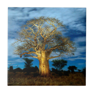 Baobab (Adansonia) boom verlicht door de maan Tegeltje