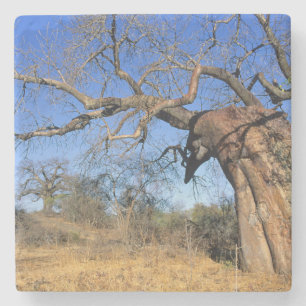 Baobab (Adansonia Digitata), Kruger National Stenen Onderzetter