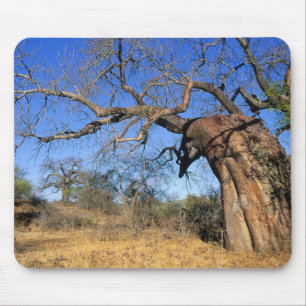 Baobab (Adansonia Digitata), Nationaal park Kruger Muismat
