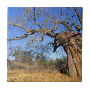 Baobab (Adansonia Digitata), Nationaal park Kruger Tegeltje