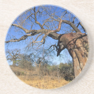 Baobab (Adansonia Digitata), Nationaal park Kruger Zandsteen Onderzetter