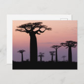 Baobab Alley', Madagascar, Morondava, Afrika, Briefkaart (Voorkant / Achterkant)