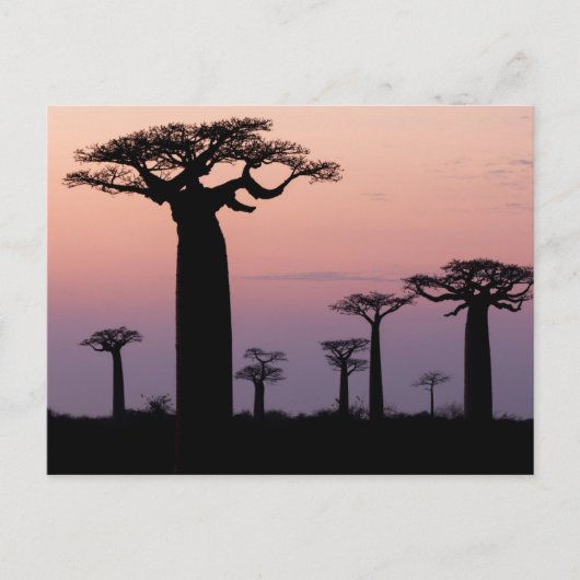Baobab Alley', Madagascar, Morondava, Afrika, Briefkaart (Voorkant)