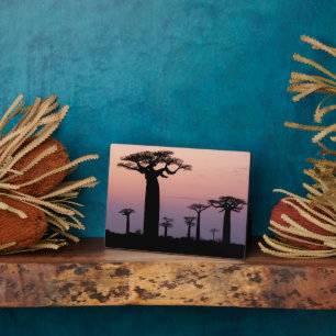 Baobab Alley', Madagaskar, Morondava, Afrika, Fotoplaat