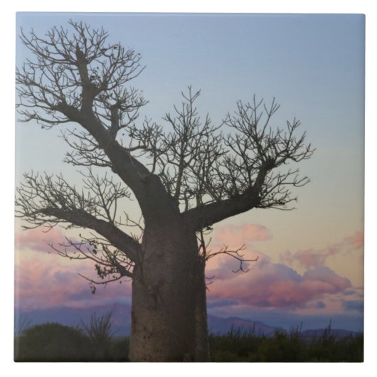 Baobab bomen, Berenty, Toliara, Madagaskar Tegeltje (Voorkant)