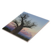 Baobab bomen, Berenty, Toliara, Madagaskar Tegeltje (Zijkant)