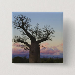 Baobab-bomen, Berenty, Toliara, Madagaskar Vierkante Button 5,1 Cm