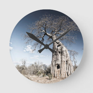 Baobab-boom in het nationaal park Mana Pools, Zimb Ronde Klok