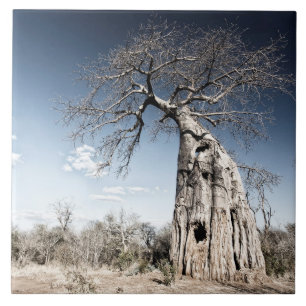 Baobab-boom in het nationaal park Mana Pools, Zimb Tegeltje
