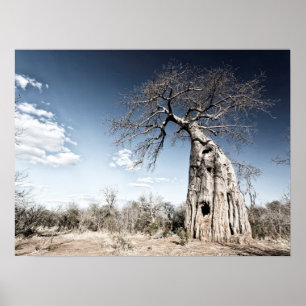 Baobab-boom op Mana Pools National Park Foto Poster