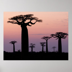Baobab Laan', Madagaskar, Morondava, Afrika, Poster