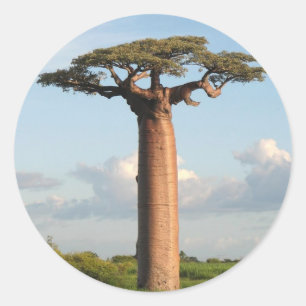 Baobab Madagaskar van Grandidier Ronde Sticker
